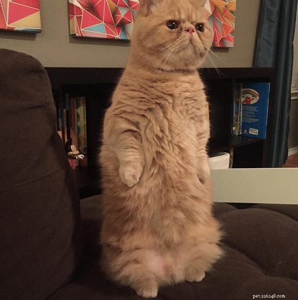 Meet George: The Cat That Stands on Two Legs