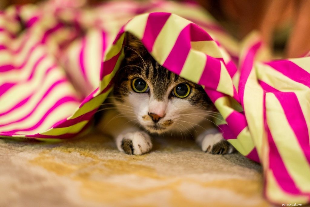 22 Cats Who Prefer Their Own Space: When to Let Them Be