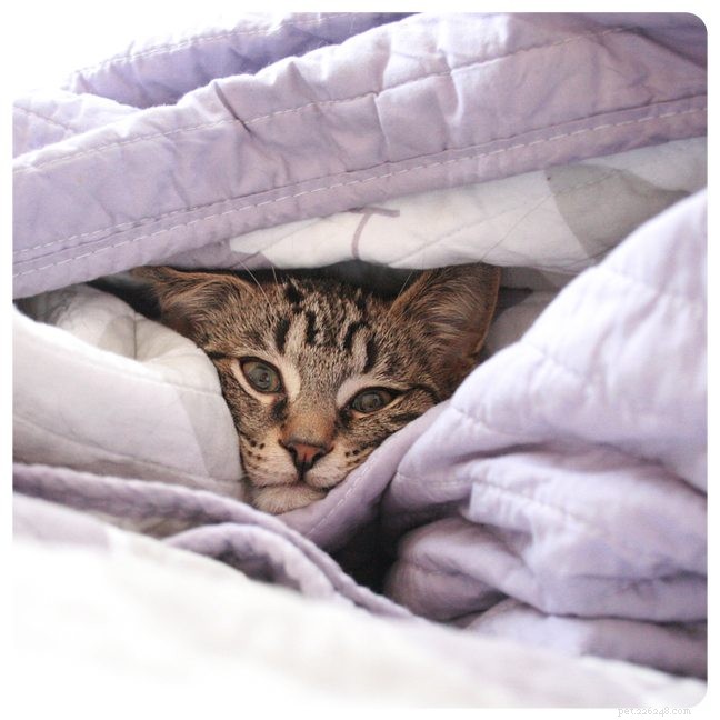 The Ultimate Guide to Cat Comfort: Keeping Your Feline Cozy & Restful