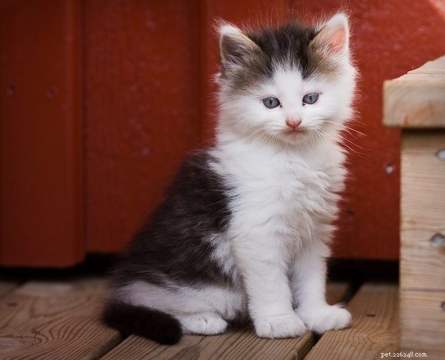 26 Adorable Kittens That Will Melt Your Heart