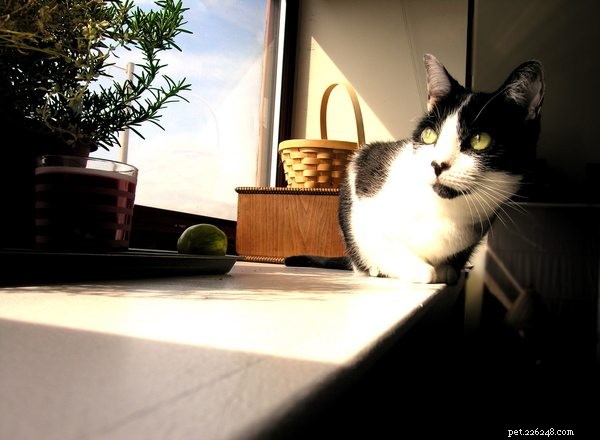 Easy, Budget-Friendly DIY Pet Gifts Made with Love