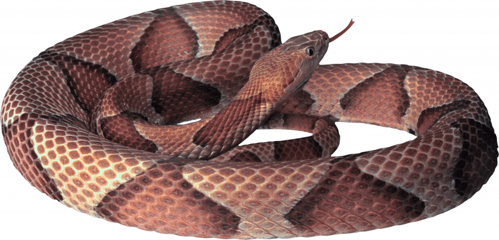 Protect Your Pet: Essential Snakebite Prevention & Response Tips for Summer Adventures
