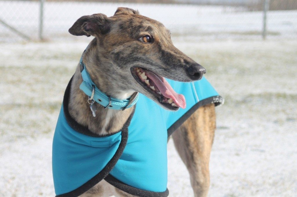 Guide to Adopting a Rescue Greyhound: Tips for a Smooth Transition