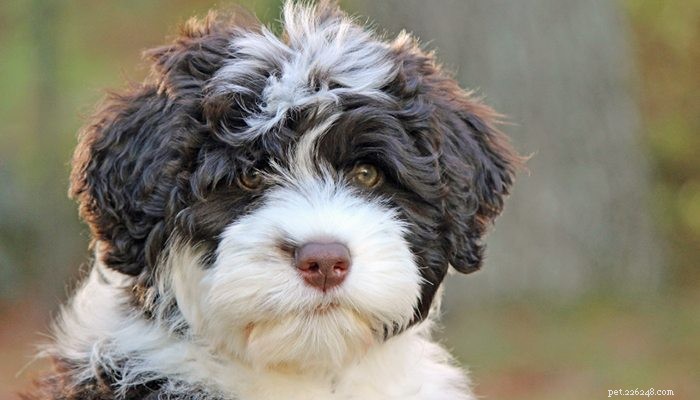 Discover the Portuguese Water Dog: A Rare, Beautiful, and Loyal Companion