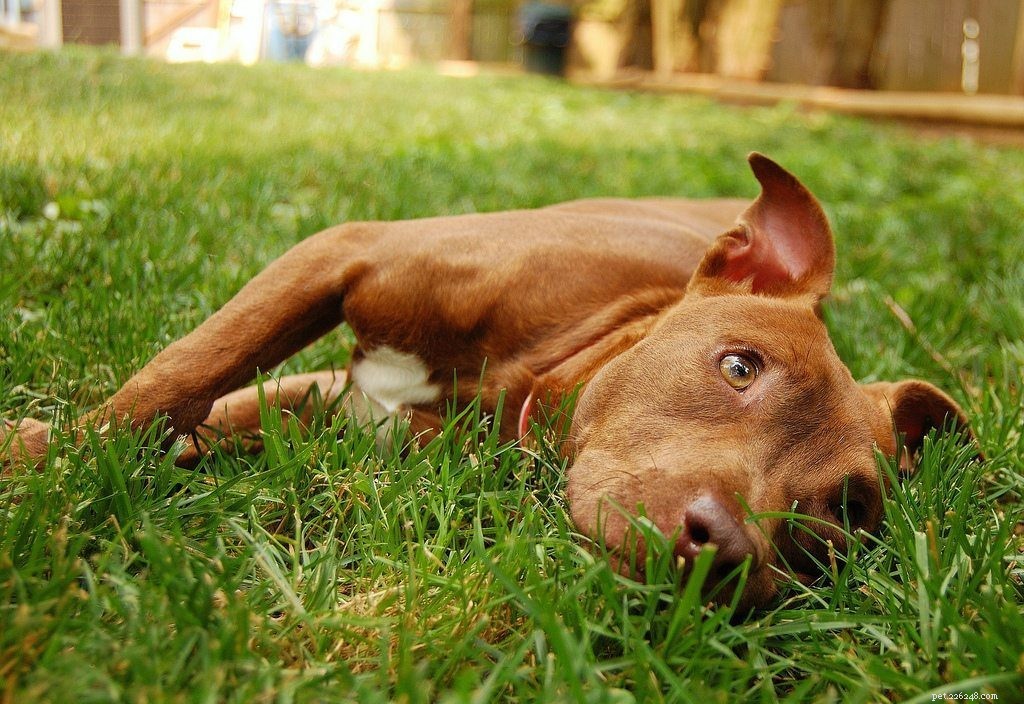 Pit Bulls Uncovered: 18 Key Facts That Set the Record Straight