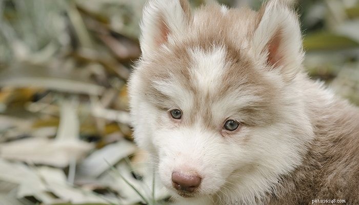 20 Fascinating Insights About Dogs You Never Knew