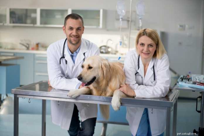 11 Essential Qualities to Choose the Right Veterinarian