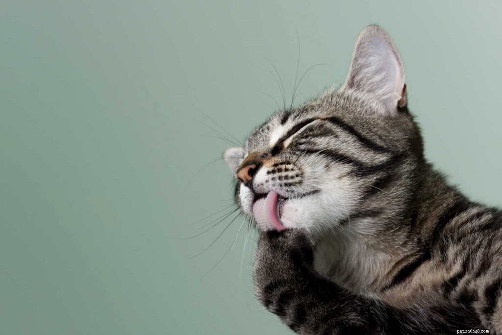 Professional Cat Grooming: Build Stronger Bonds Without Stress