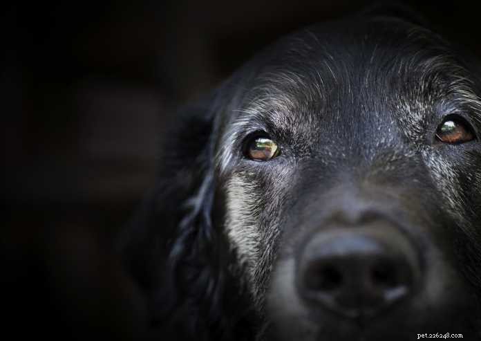 Managing Behavioral Issues in Senior Dogs: A Practical Guide