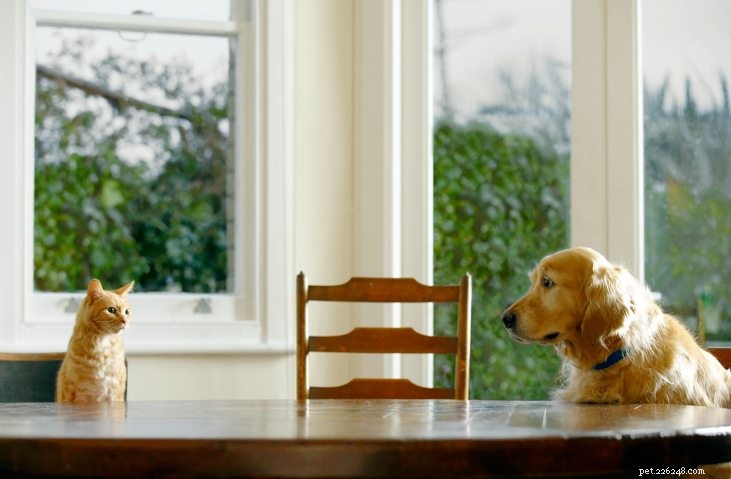 Introducing a New Cat to Your Pets: A Stress‑Free Guide