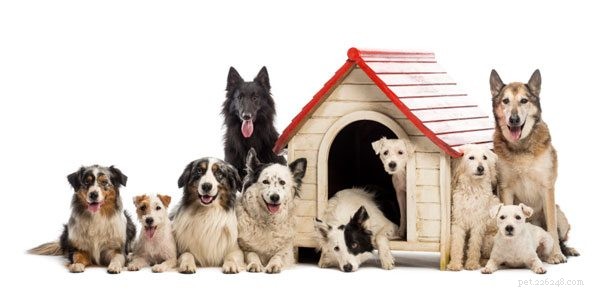 Discover the Benefits of Doggie Day Care: A Trusted, Fun, and Safe Experience