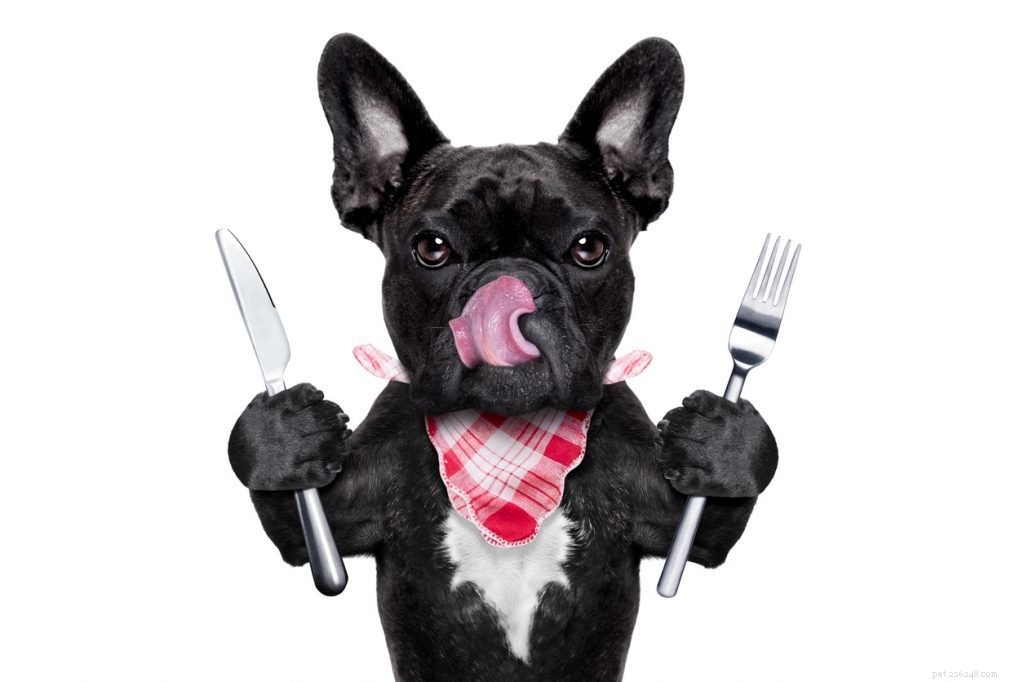 Floor vs. Elevated Dog Bowls: Which Feeding Position Is Healthier?