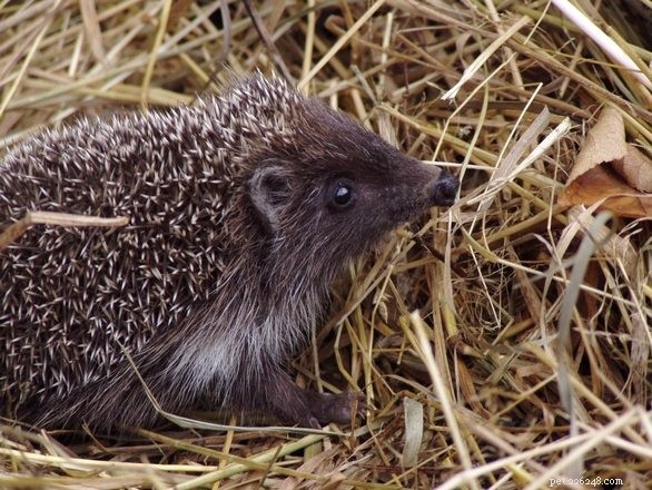 Explore 3 Exotic Pets: Skunk, Tarantula & Hedgehog – Your Guide to Responsible Ownership