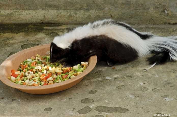 Explore 3 Exotic Pets: Skunk, Tarantula & Hedgehog – Your Guide to Responsible Ownership