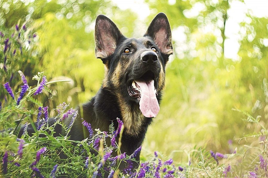 German Shepherds Unveiled: 15 Essential Facts for Prospective Owners