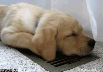 10 Surprising Facts About Dogs You Probably Didn t Know