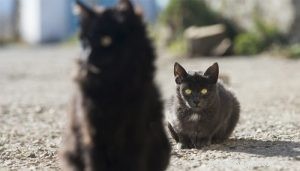 Welcoming a New Cat to Your Home: A Guide to Smooth Integration