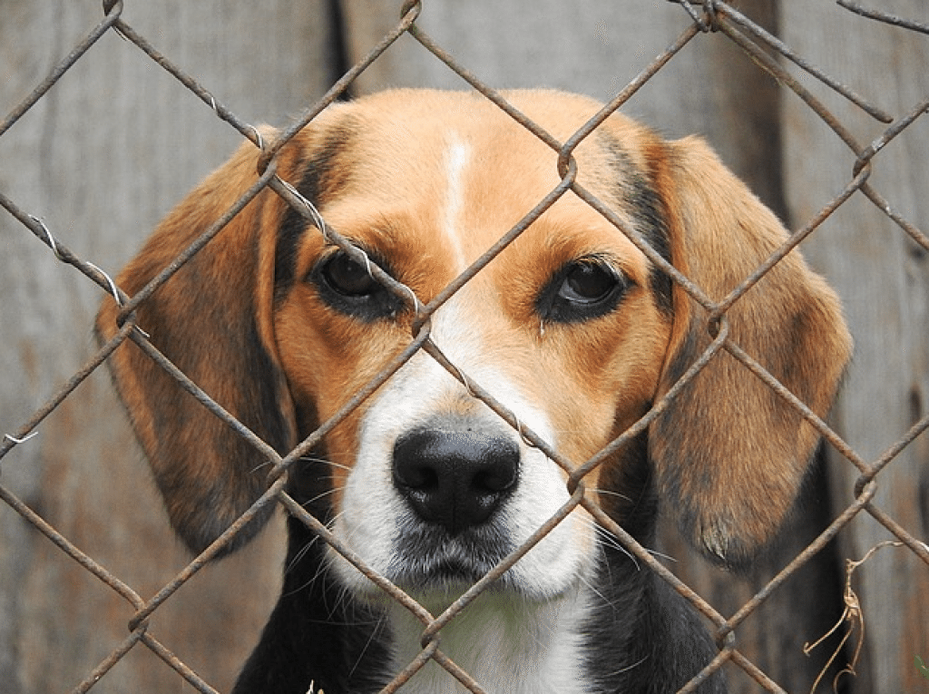 Choosing a Kennel: Is It Safe for Your Dog?
