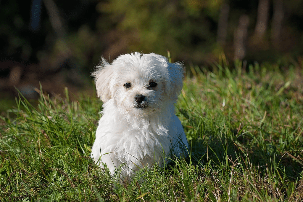 Top Dog Breeds for First-Time Owners: Find Your Perfect Companion