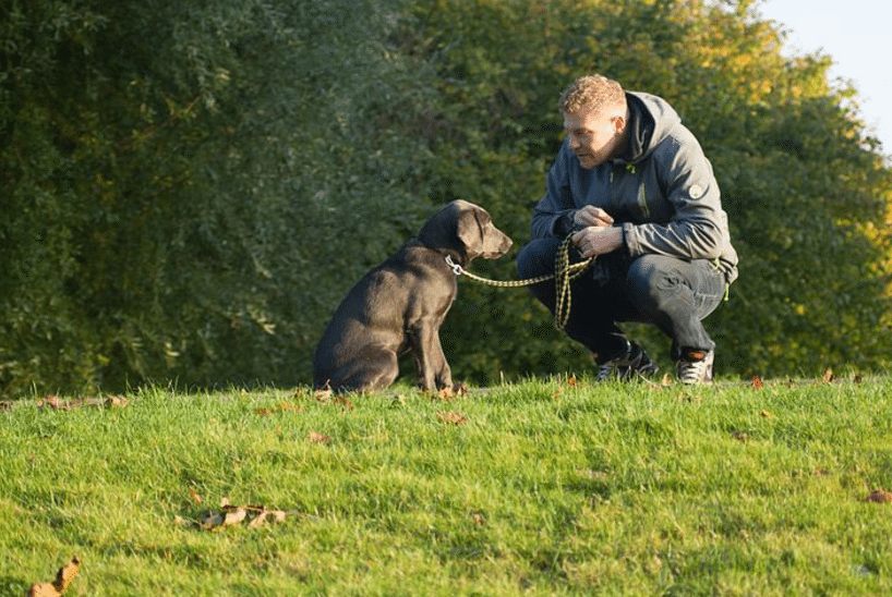 Top Dog Breeds for First-Time Owners: Find Your Perfect Companion