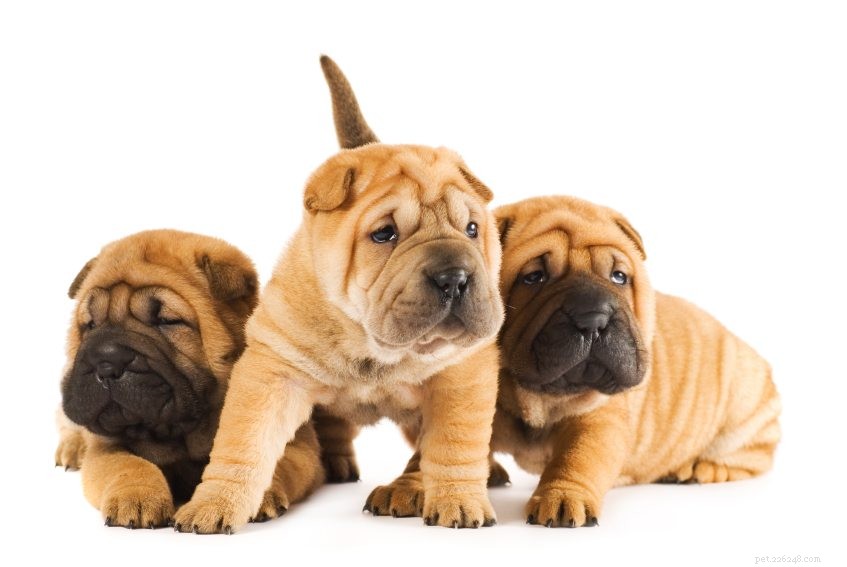 Discover the Charismatic Shar‑Pei: Heritage, Traits & Why You’ll Love This Unique Chinese Breed