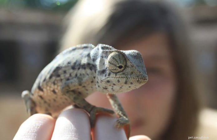 The Growing Trend of Exotic Pet Ownership: What You Need to Know