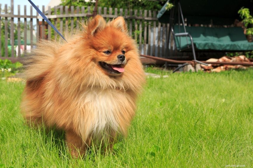 8 Compelling Reasons Pomeranians Are the Ultimate Apartment Companion