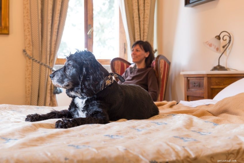Holiday Travel with Your Dog: Expert Tips for a Stress‑Free Thanksgiving Trip