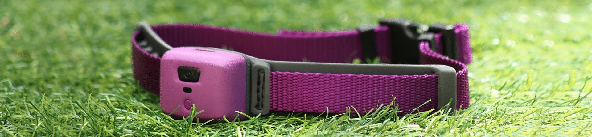 PetPace Smart Collar: The Ultimate Pet Health Monitoring Solution