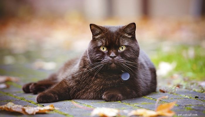 Safe & Proven Strategies to Help Your Cat Lose Weight