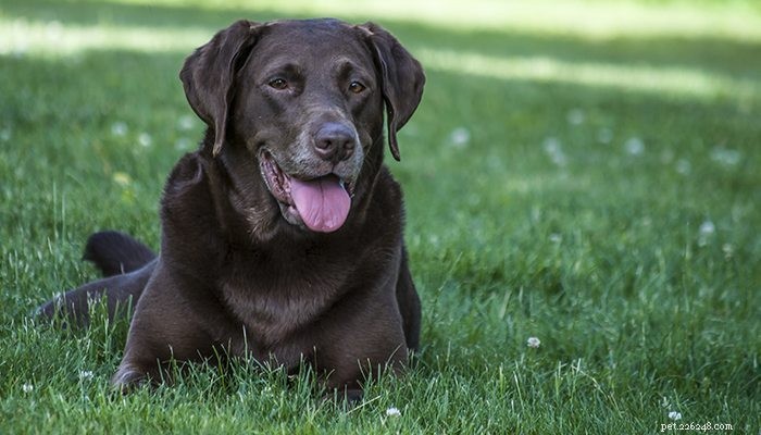 Debunking the 5 Most Common Heartworm Myths for Pet Owners