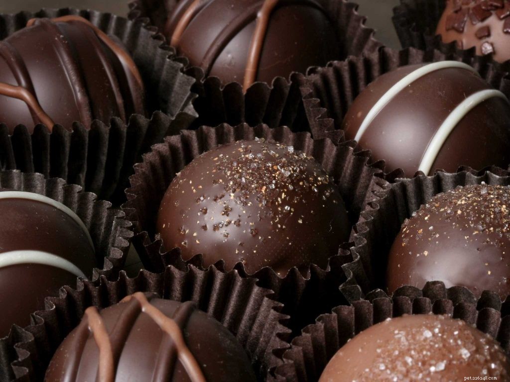 Top 10 Foods That Are Dangerous to Dogs—Keep Your Pet Safe