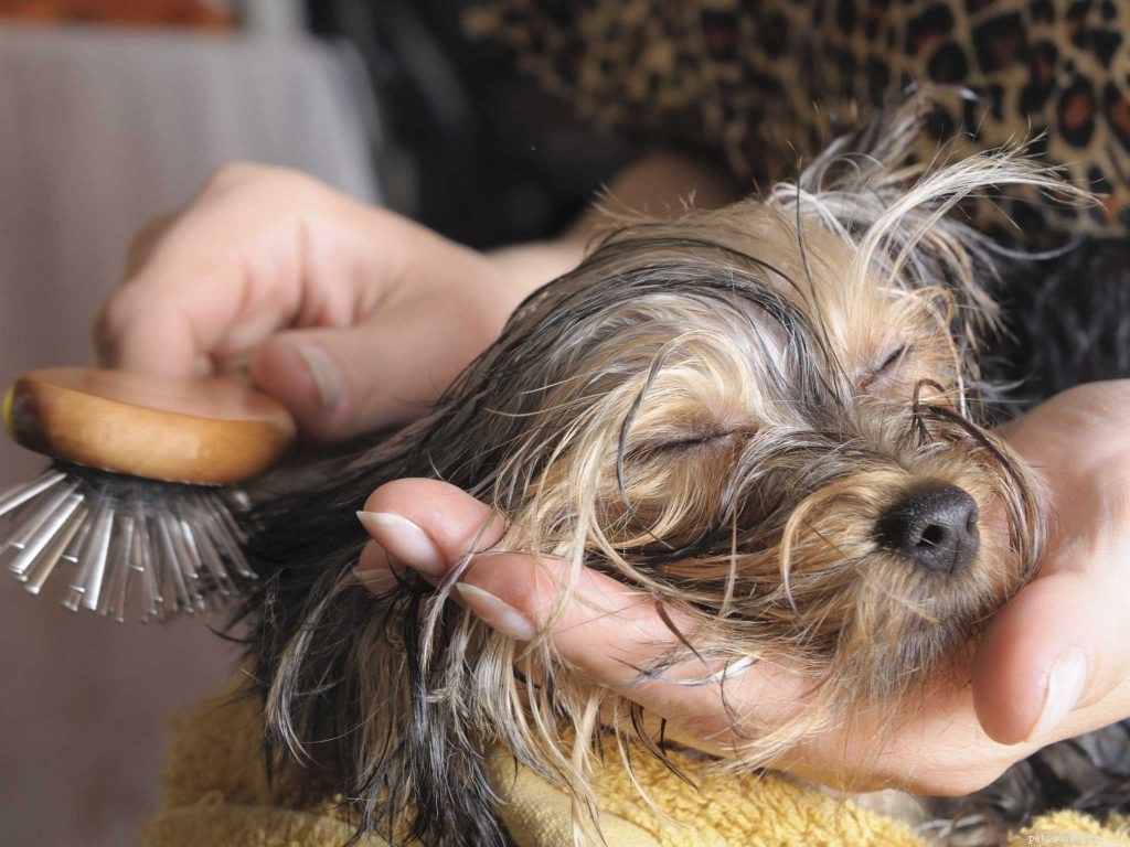 Clean & Simple: Groom Your Dog at Home Without the Mess