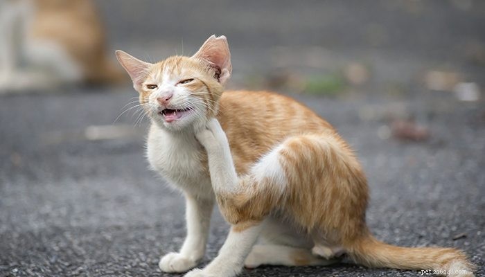 Effective Ways to Keep Fleas and Ticks Away from Your Pets
