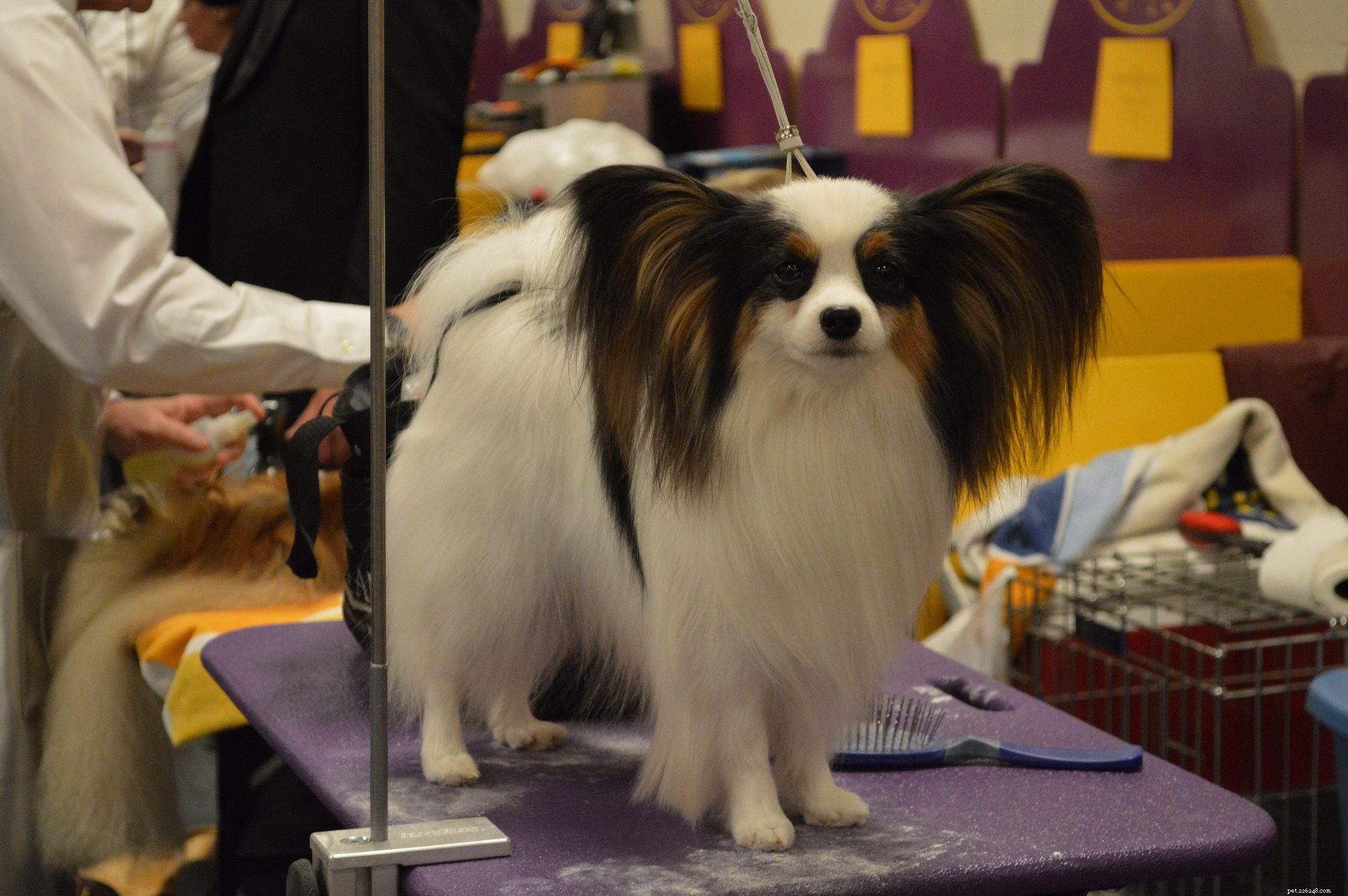 Your First Home Grooming Guide: Caring for Your New Dog