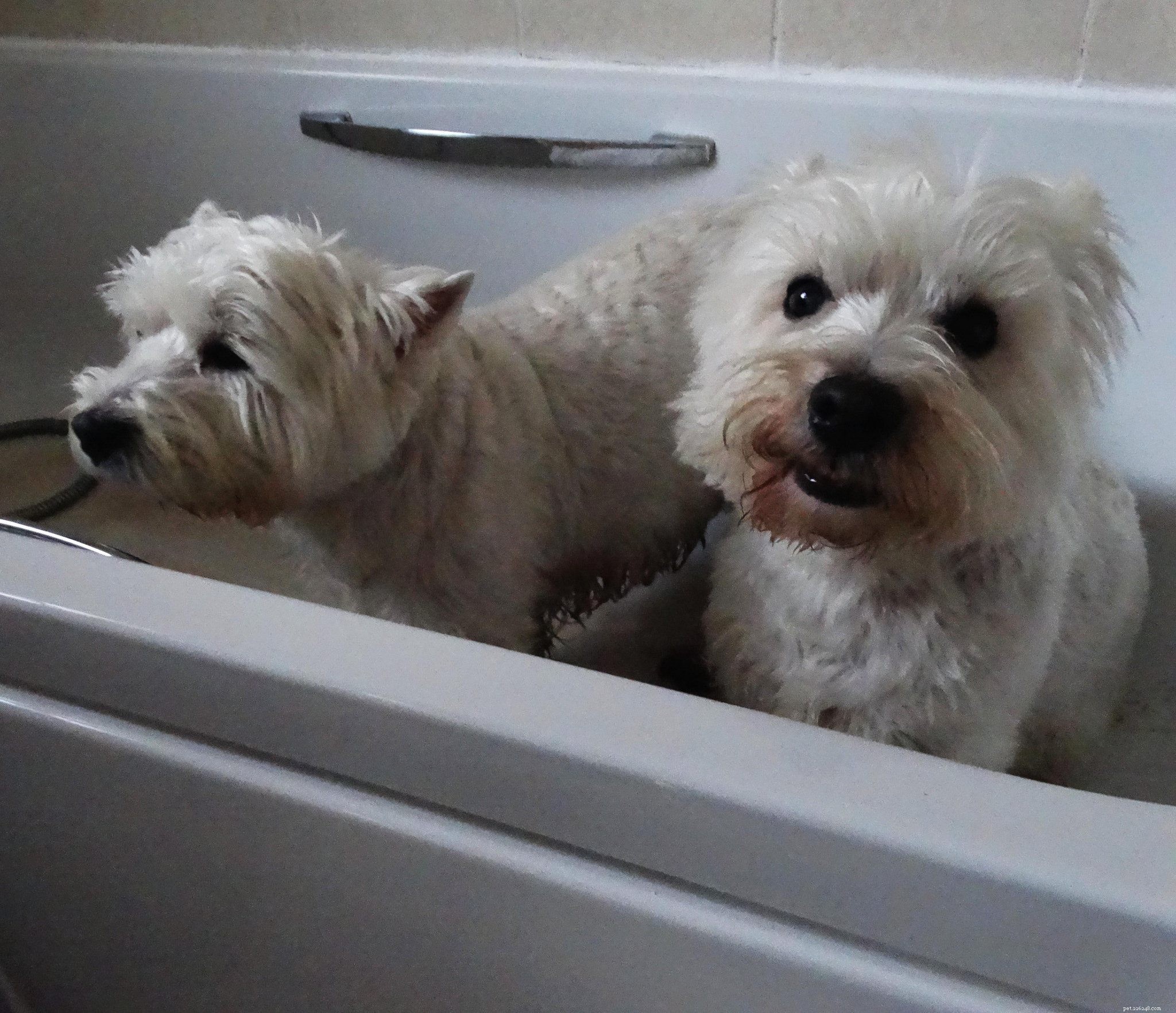Your First Home Grooming Guide: Caring for Your New Dog