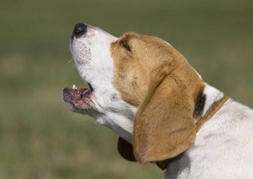 5 Expert Tips to Stop Your Dog from Barking Nonstop