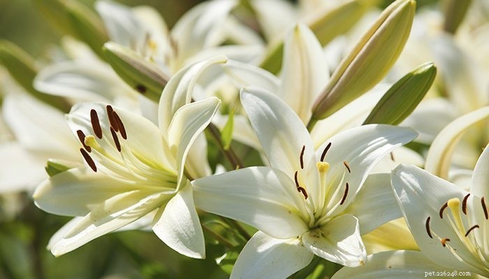 15 Toxic Houseplants That Endanger Your Pets – A Must‑Read Guide