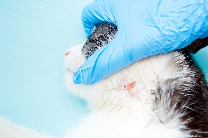Cat Acne: Causes, Signs, and Effective Treatment Tips