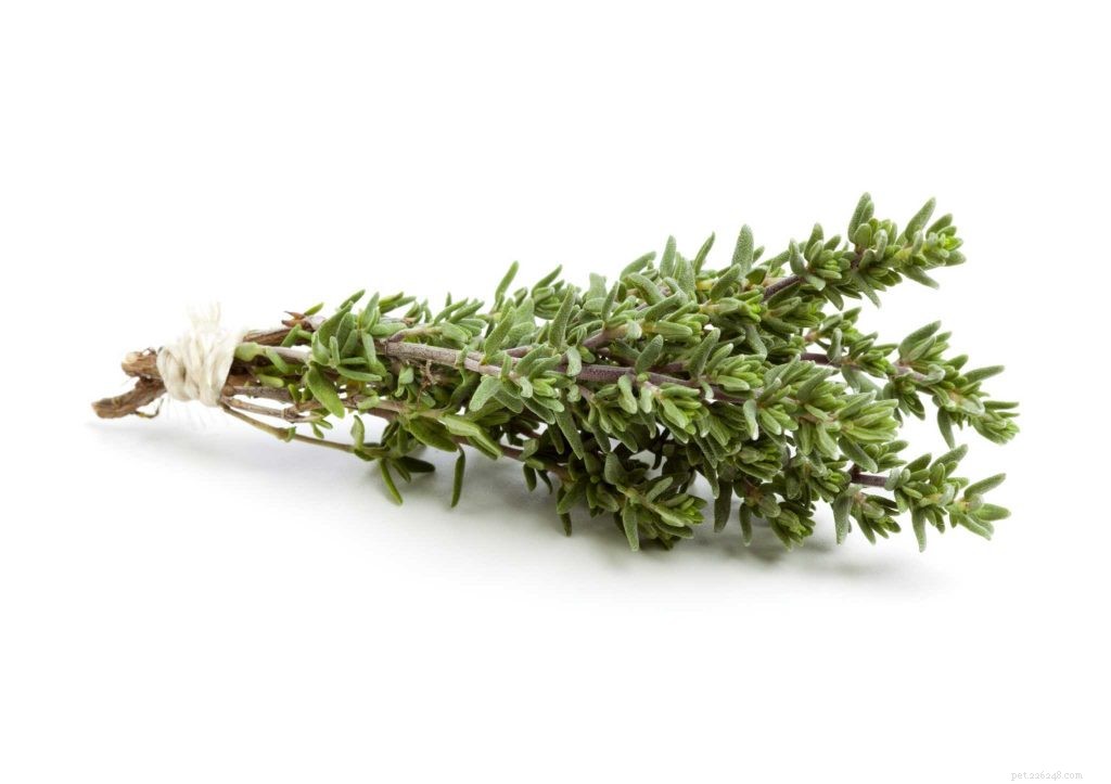 10 Natural Herbs to Boost Your Cat s Health