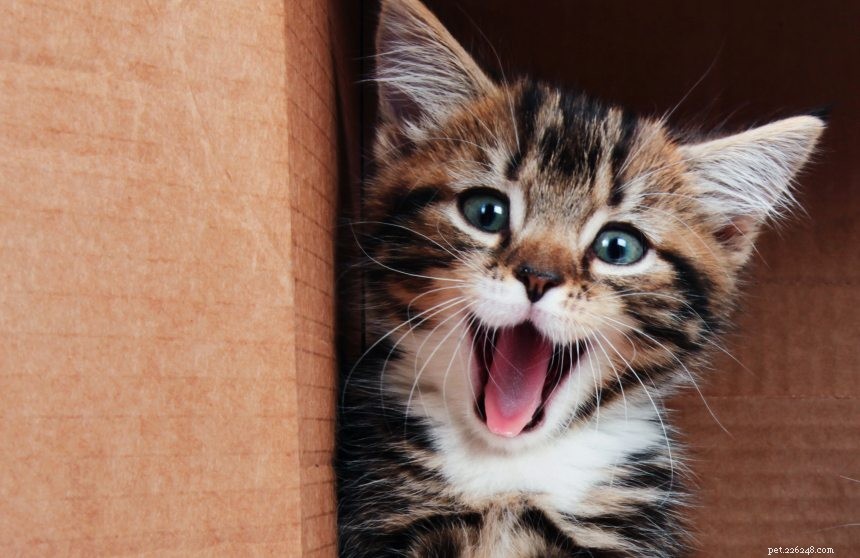 15 Essential Vet Questions Every Cat Owner Should Ask