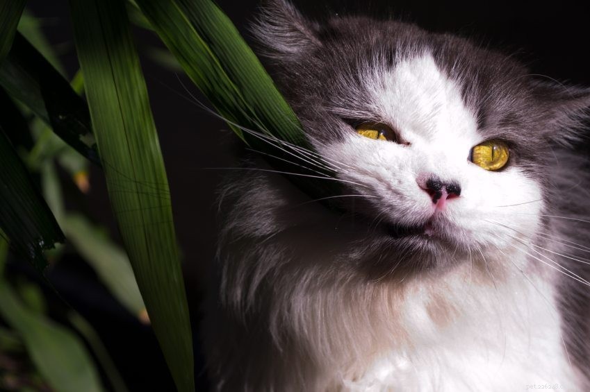 Immediate Steps to Take if Your Cat Consumes a Toxic Plant