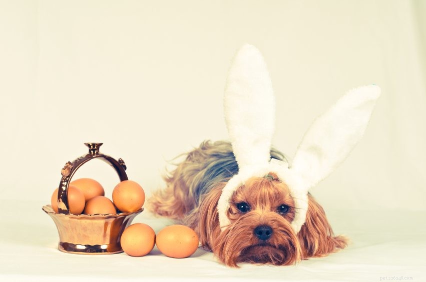 15 Essential Spring Safety Tips Every Pet Owner Should Know