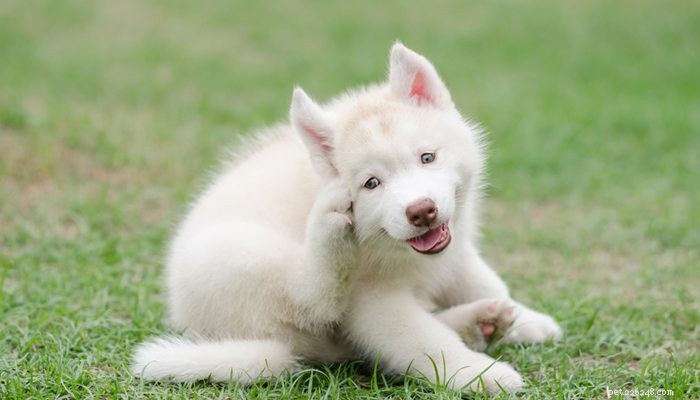 Understanding Your Puppy’s Itchy Behavior: Causes & Solutions