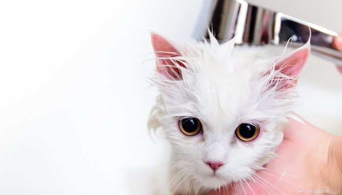 Essential Guide to Cat Bathing: Tips for a Stress‑Free Experience