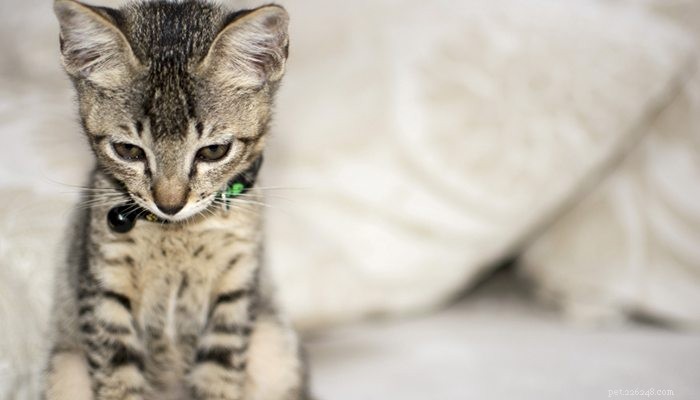 What Triggers Separation Anxiety in Dogs and Cats?