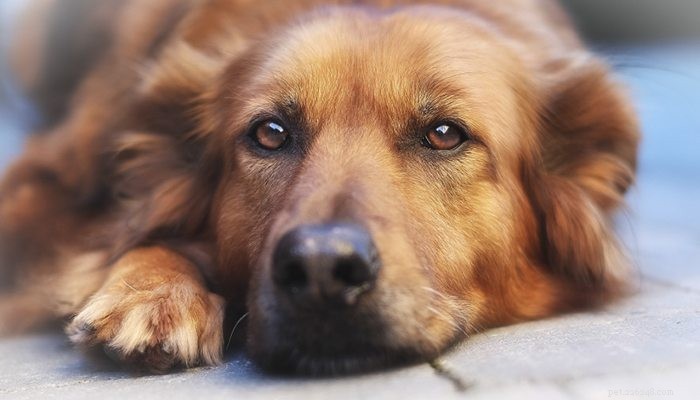 Supporting Your Dog Through Vision Loss: Practical Tips for a Smooth Transition