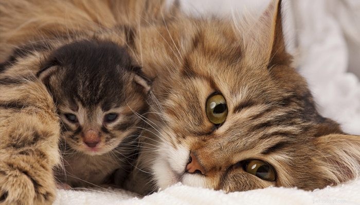 What to Do When Your Cat is Pregnant: A Complete Care Guide