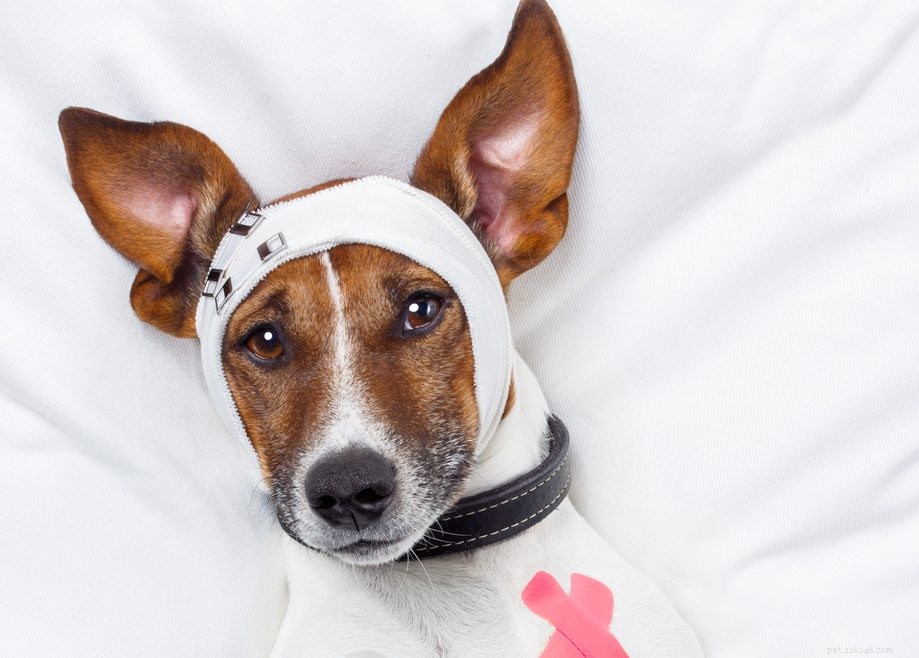 Understanding Cosmetic Dog Procedures: Risks, Ethics, and Alternatives