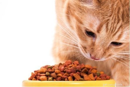 Essential Cat Health Tips: Feed the Right Diet for Optimal Wellness
